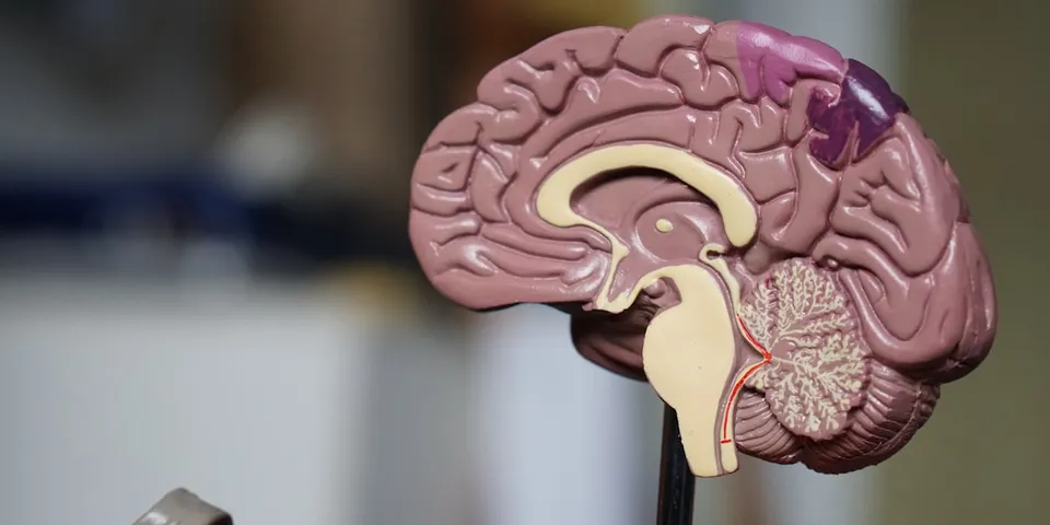 Hormonal Health in Adults: What a Comprehensive Assessment Covers