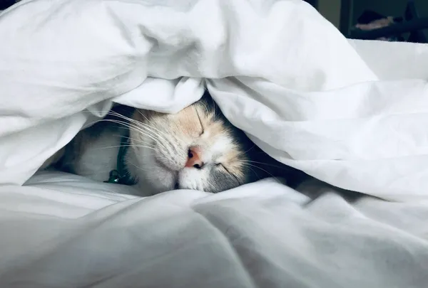 Sleep, Recovery and Hormonal Health: What the Biology Shows