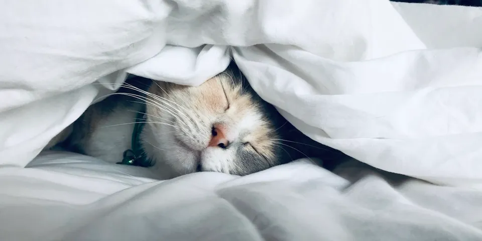 Sleep, Recovery and Hormonal Health: What the Biology Shows